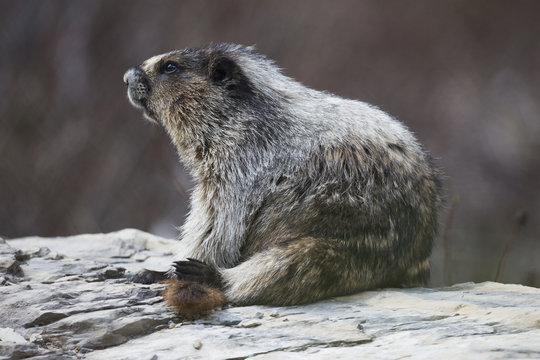 Marmot (Marmota), Yoho National Park; British Columbia, Canada