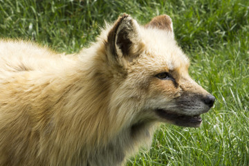 Obraz premium Wolf in National Park Hortobagy, Hungary