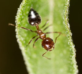 ant in nature. macro