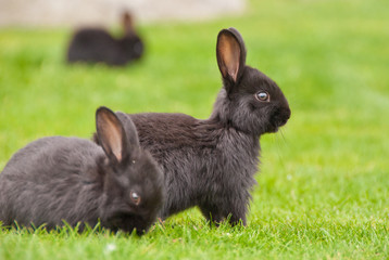 A group of bunny rabbits on grass. Shallow depth of field. Focus on the central rabbit.