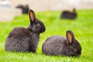A group of bunny rabbits on grass. Shallow depth of field. Focus on the closest rabbits.