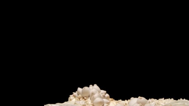 King Oyster Mushroom Timelapse