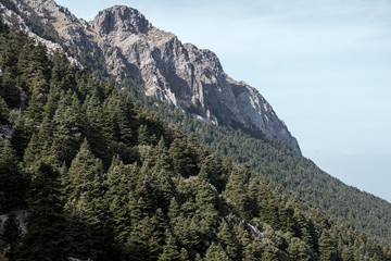 vista del hermoso pinsapar de grazalema, Andalucía
