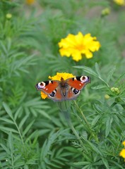 butterfly on flower