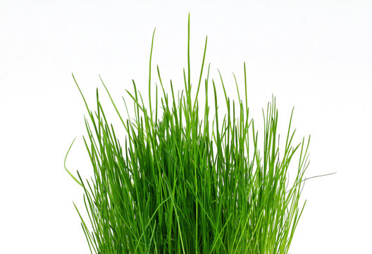 A pot with green grass.
