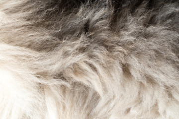 dog fur as background. texture