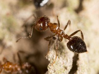 ant on the ground. macro