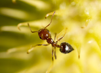 ant in nature. macro