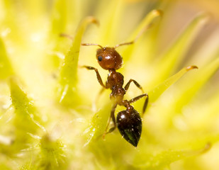 ant in nature. macro