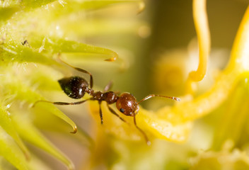 ant in nature. macro