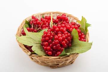 a beautiful viburnum in basket