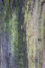 Obraz premium Tree trunk background