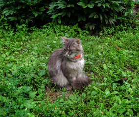 Naklejka na ściany i meble cat sitting on the grass