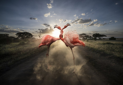 Verschlungene Flamingos &ndash; Composite