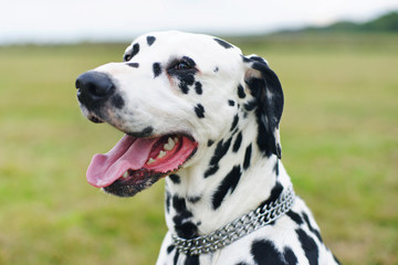 The portrait of a Dalmatian dog sitting outdoors in a green field