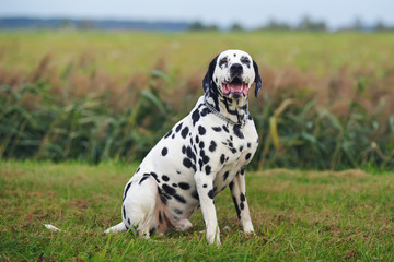 Dalmatian dog sitting outdoors on a green grass in a field