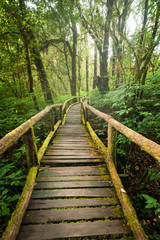 Obraz premium Jungle landscape. Wooden bridge at misty tropical rain forest. Travel background at Doi Inthanon Park, Thailand