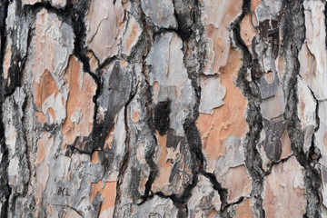 Bark of Pine Tree.