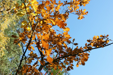 Fototapeta premium Autumn oak leaves background