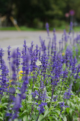 Naklejka premium ラベンダーと蝶