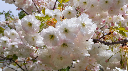 Branch of spring tree with beautiful white flowers