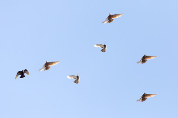 flock of pigeons on blue sky