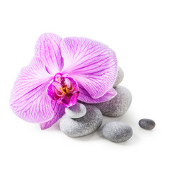 Pink orchid flower and spa stones