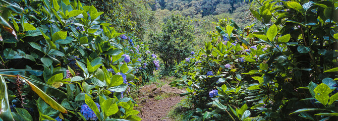 Hortensias violet sauvage
