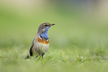 Bluethroat foraging in grass