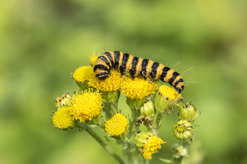 Yellow and black striped Cinnabar caterpillars feeding