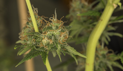 AK 47 variety of marijuana flowers