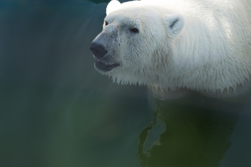 Obraz na płótnie Canvas Portrait of large white bear swim in water 