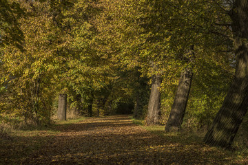 Oak trees alley near Chabarovice town