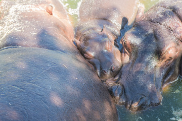 Family of hippopotamus swimming in water