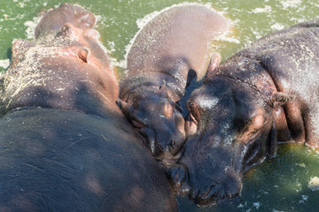 Fototapeta premium Family of hippopotamus swimming in water