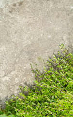 Green ivy leaves on cement diagonal background.