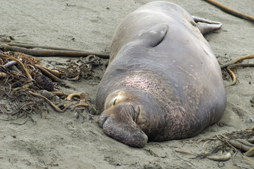 sleeping elephant seal
