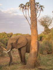 Fototapeta na wymiar elephants in Samburu National Park in Kenya