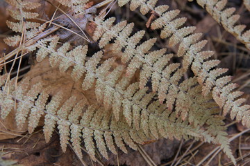 Папоротник