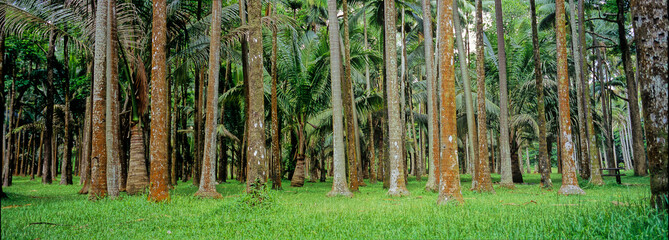 Au pied des palmiers