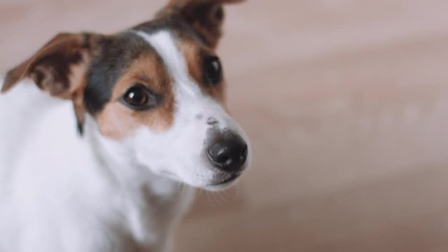Jack Russell Terrier looking at camera while sitting on floor.