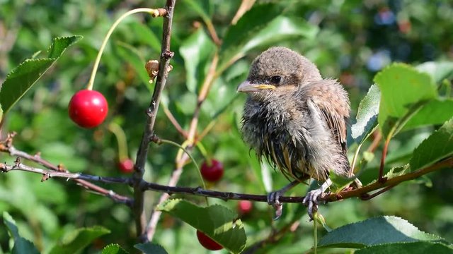 Young whitethroat fledgling in natural environment perching on cherry tree twig in a garden