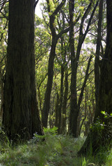 Green Forest Background