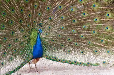 Obraz premium Elegant Male Peacock Displays Feathers