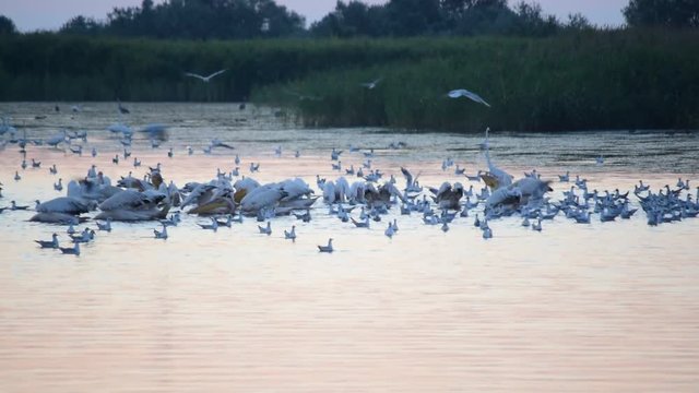Many great white pelicans, seagulls and egrets forage on water at dawn