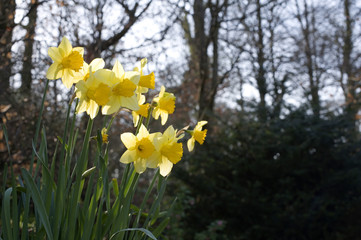 Yellow daffodils in woodland