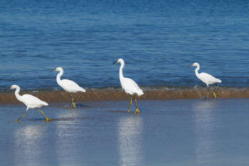 Fototapeta na wymiar snowy egrets strolling along the shoreline Newport Beach, California