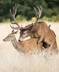 Red Deer, Deers - Rut time - Copulation.