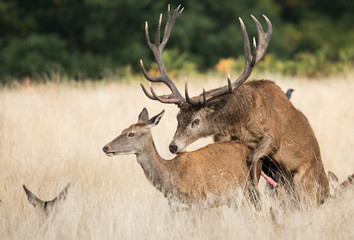 Red Deer, Deers - Rut time - Copulation.
