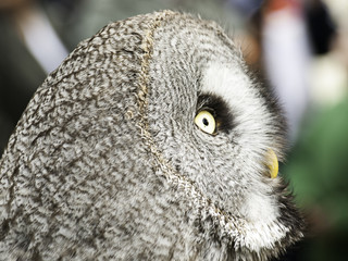 Owl falconry natural